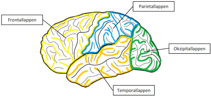 Das Gehirn: Die vier Hirnlappen