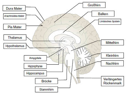 Zentren des Gehirns