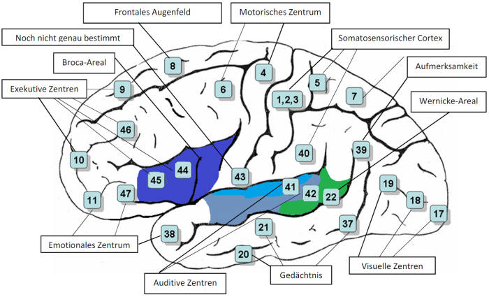 Übersicht über spezielle Gehirn Zentren und Areale
